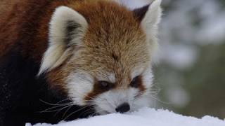 雪を食べるレッサーパンダ~Red Panda eats snow