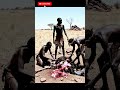 life 4.5 millian year ago : humen , ostrich an d python #animalattack #movie #wildliferescue