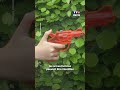 Elle commande un pistolet à eau pour son fils, elle apprend qu'elle a un casier judiciaire｜TF1 INFO