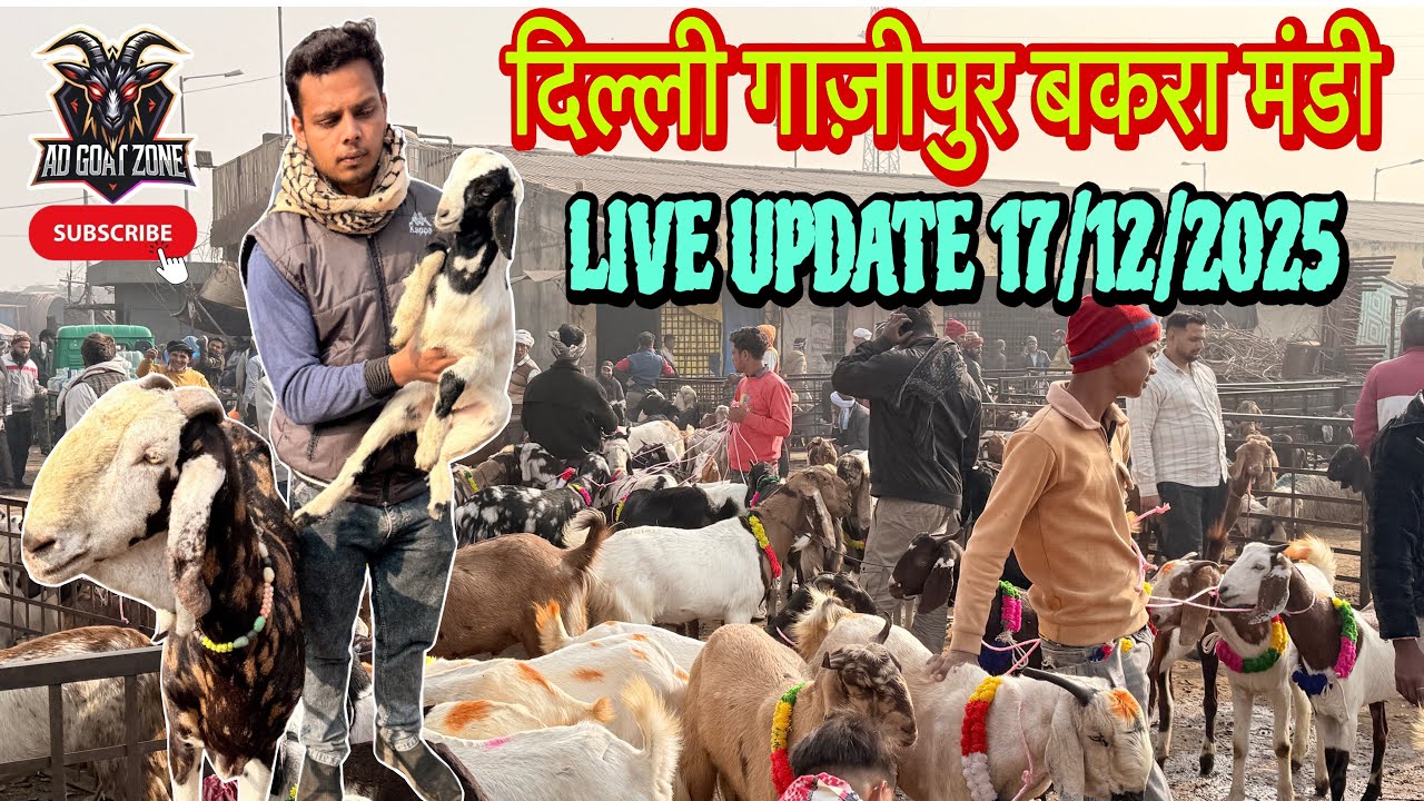 दिल्ली गाज़ीपुर बकरा मंडी || LIVE UPDATE 17/12/2025 || @ADGoatzone #viralvideo #gazipurbakramandi