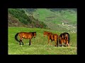 Richard Clayderman - Romantic / Photo By Albert Belyaev (horses)