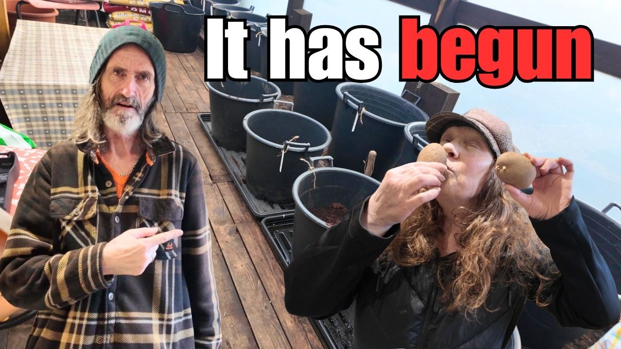 Пора выкопать картошку 😉👉🥔 Жизнь на дачном участке в Великобритании ☺️👍