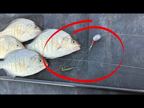 Barred Surf Perch Fishing: How to Set up the Carolina Rig for