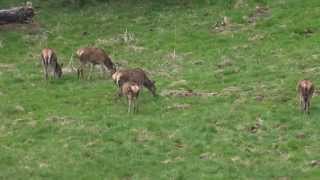Cervidés Au Gagnage, En Pleine Journée, Dans Une Prairie Subalpine 1
