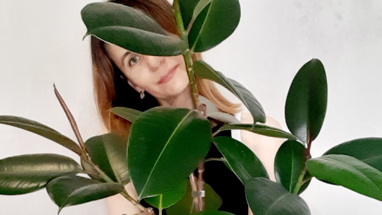 Как сделать штамб из фикуса робуста!? Мой ответ: Ежегодно стричь! #фикусэластика #фикус