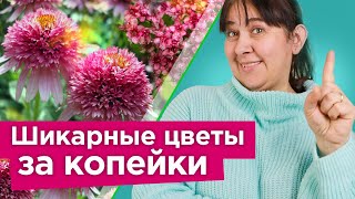 СТОЯТ КОПЕЙКИ, А ВЫГЛЯДЯТ НА МИЛЛИОН! Многолетники и кустарники, которые быстро преобразят ваш сад