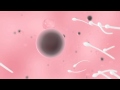 spermatozooi