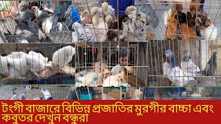 টংগী বাজারে বিভিন্ন প্রজাতির মুরগীর বাচ্চা এবং কবুতর দেখুন বন্ধুরা
