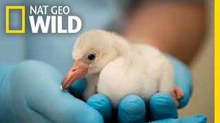 Tiny Flamingo Hatches in Exclusive Timelapse Video | Secrets of the Zoo