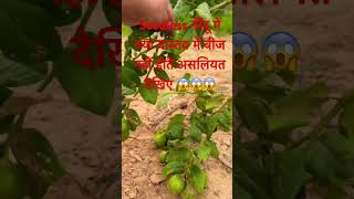 Seedless नींबू की असलियत । Lemon Farming in India viralshorts viralvideos trendingshorts