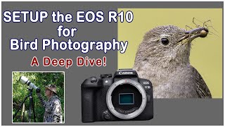 Let's Set Up the Canon EOS R10 for Bird Photography: A Comprehensive Guide - Beginners Welcome