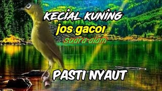 Download Lagu pancingan kecial kuning macet jos gacor bikin emosi yang dengar MP3