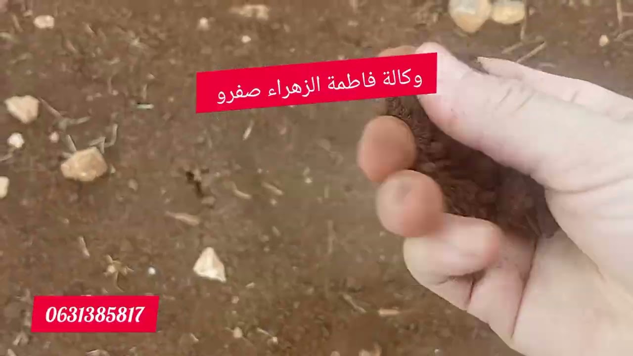 #ارض فرصة ذهبية الامتلاك ارض فلاحية مساحتها 4 هكتارات ونصف وصل لها الضوء والماء ارض كلها مطوعة  