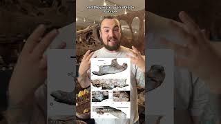 Mesozoic mammals were so weird! Some even had razors for teeth! 🐀 #shorts #dinosaur #science