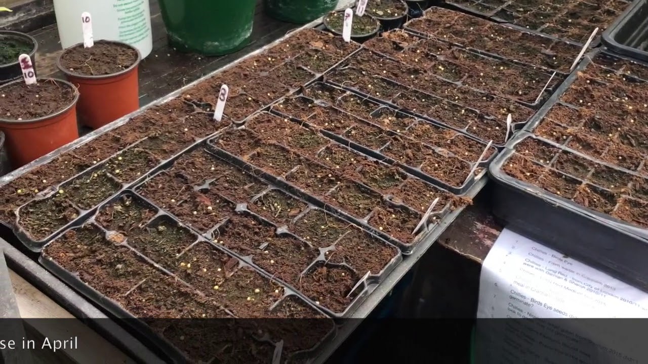 Garden flowers & Seeds in Greenhouse 13 June 2018 YouTube