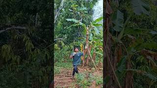 Tupai putih dipohon singkong #shortsviral #nature