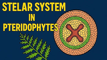 Stelar system in pteridophytes || Stelar system and it