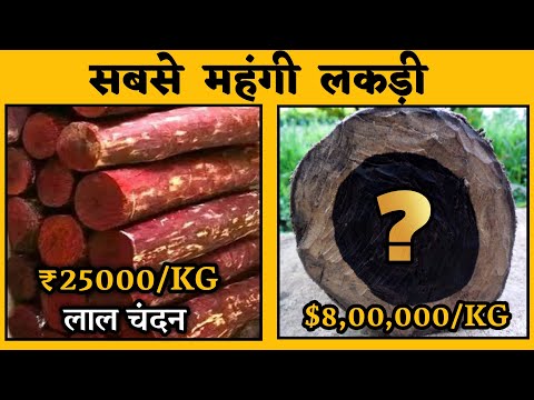 वीडियो: आंद्रेल्टन सिमंस कितने साल के हैं?