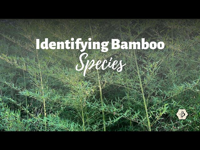 Bamboo Species Identification: Golden Bamboo aka Phyllostachys aurea class=