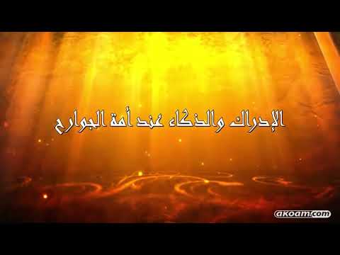 عالم الحيوانات وثائقيات أمم أمثالكم أمة جوارح الطير Documentaries Of Nations Like You A Nation O