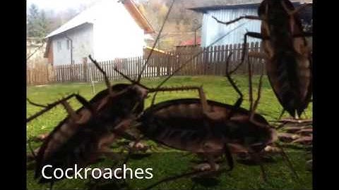 FxGuru - 6 Great Video Effects