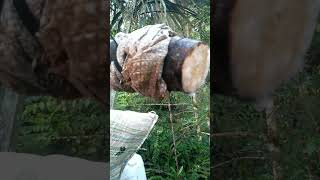 Air Nira Menurun Karna Tersumbat Sagu Kera, atasi pakai ini