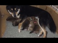 柴犬の５つ子 生後５日 【ワンって鳴いた】