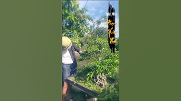 Tạo dáng cây cảnh Bonsai: Hướng dẫn Tỉa và uốn cành vào cuối hè | Bonsai Xuân Quá #trending #shorts