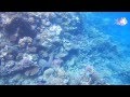 Пляж и рифы отеля Brayka Bay Reef