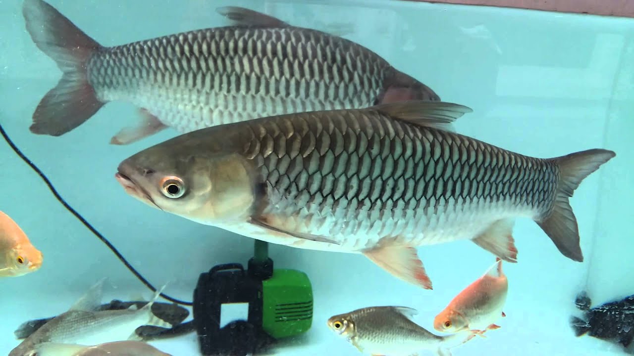  Gambar  Ikan  Jelawat Sungai  Gambar  Ikan  HD