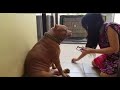 Ekspresi anjing pitbull galak saat dimarahin