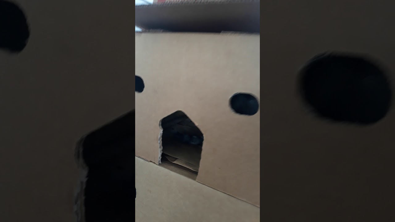 Cats love boxes 