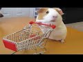 Funny and cute guinea pigs  compilation 2020