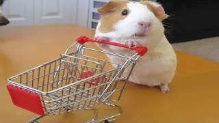 Funny And Cute Guinea Pig Videos - Compilation 2020