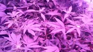 1200 Watt Mars hydro grow, Ocean Grown Genetics