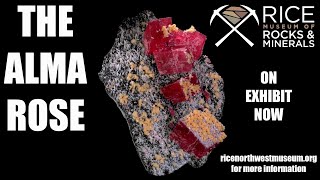 Alma Rose Rhodochrosite Specimen - Sweet Home Mine, CO - Rice Northwest Museum of Rocks &amp; Minerals