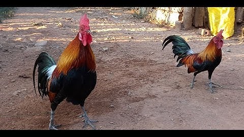 พร้อมไปต่อไก่ป่า npab yuav mus cuab qaib qus