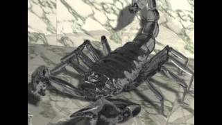 Scorpion 3D model from CGTrader.com