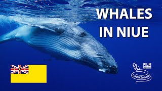 Swimming with whales and sea snakes in Niue