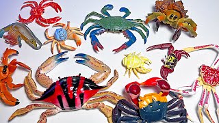 New Sea Animals  Spider Crab, Shrimp, Yeti Crab, Hairy Crab, King Crab, Hermit Crab, Fiddler Crab