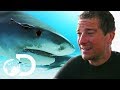 Bear Grylls VS Bull Sharks | SHARK WEEK 2018