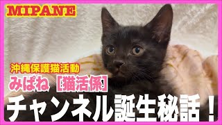 【LIVE】猫活係の始まり秘話・『ディノ』強烈ネコパンチ・仔猫間も無く県外譲渡・里親さん大募集