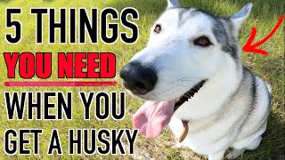 5 Things YOU NEED Before You Get A Husky Puppy!!!