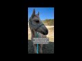 Brave’s perspective of his rescue story.🤍 #horse #animalrescue #horserescue #animals #saveanimals