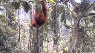 Orangutan Upside Down
