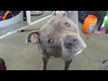 Pitbull Talks And Argues About His Bone Then Gives Attitude To Play With His Toy