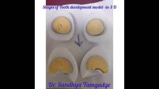 3D MODEL OF TOOTH DEVELOPMENT STAGES ( BUD &CAP)