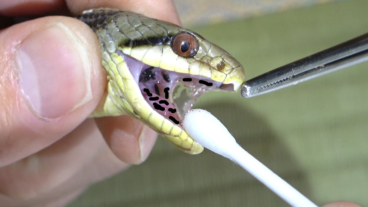 ヘビの口に大量発生した寄生虫を取り除く
