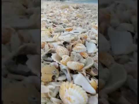 شوفوا الوان الصدف الجميله وصوت البحر والمطره والهوا الامارات