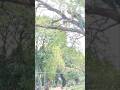 Woodworking project tree cutting #shortvideo #cuttingskills #chainsaw